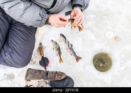 Vista ad alto angolo delle mani dell'uomo che tengono i pesci appena catturati dal buco del ghiaccio, Lapponia, Svezia, Scandinavia, Europa Foto Stock