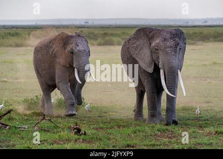 Elefanti africani (Loxodonta), Parco Nazionale Amboseli, Kenya, Africa orientale, Africa Foto Stock