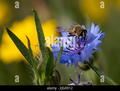 Un'ape su una Cornflower blu (Centaurea cyanus), nei pressi di Oscroft, Cheshire, Inghilterra, Regno Unito, Europa Foto Stock