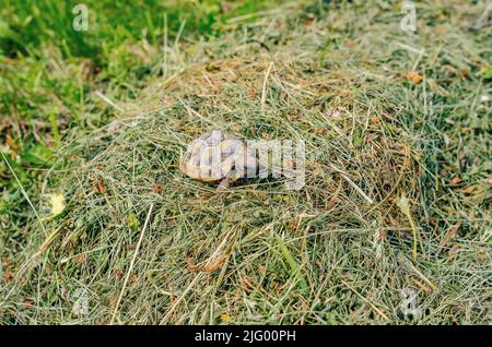 Tartaruga nel fieno. La piccola tartaruga macchiata di terra siede sull'erba macchiata. Foto Stock