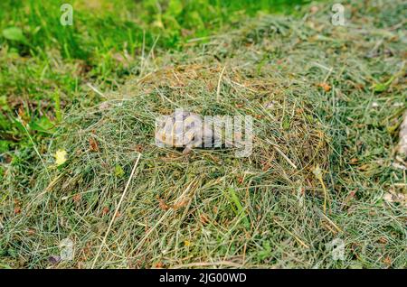 Tartaruga nel fieno. La piccola tartaruga macchiata di terra siede sull'erba macchiata. Foto Stock