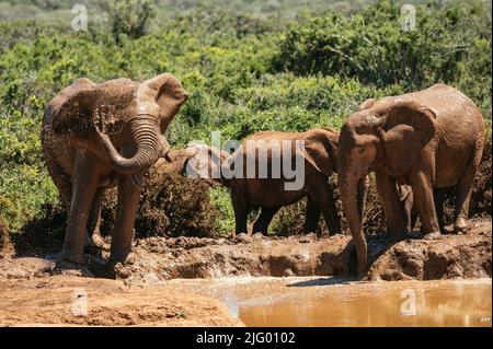 Elefanti africani, Addo Elephant National Park, Eastern Cape, Sudafrica, Africa Foto Stock