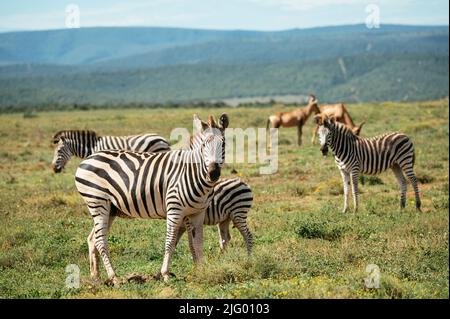 Burchells Zebras, Addo Elephant National Park, Eastern Cape, Sudafrica, Africa Foto Stock