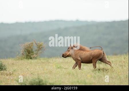 Warthog, Addo Elephant National Park, Eastern Cape, Sudafrica, Africa Foto Stock