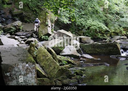 Torrente roccioso con alberi, felci e muschi sovrastanti; River West Beck, Goathland, North York Moors, Inghilterra, Regno Unito Foto Stock