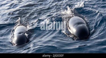 Balena pilota a alare lunga, melas di Globicephale, Parco Naturale di El Estrecho, stretto di Gibilterra, Tarifa, Provincia di Cádiz, Andalucía, Spagna, Europa Foto Stock