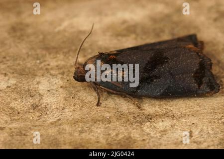 Primo piano sulla grande tortrix di frutta scura, Archips podana, seduta in legno in giardino Foto Stock