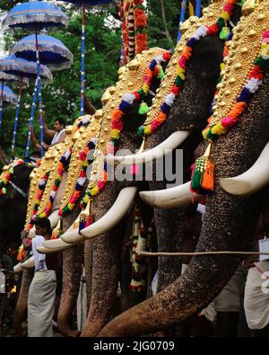 Thrissur pooram elefanti in fila Foto Stock