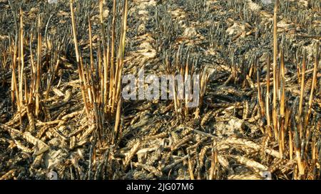 Campi fuoco fiamma orzo calore orecchi Hordeum vulgare dopo aver blaze selvaggio siccità secca terra nera terra catastrofica peccato danno vegetazione cereali stand Foto Stock