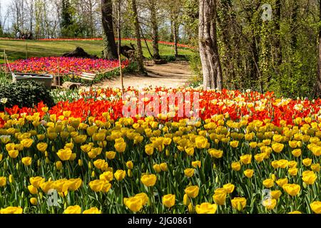 Il bellissimo giardino del Castello di Pralormo in primavera pieno di tulipani colorati, Piemonte, Italia Foto Stock