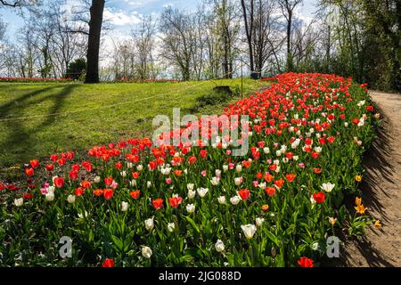 Bellissimi tulipani fioriti al Castello di Pralormo durante la mostra Messer Tulipano, Piemonte, Italia Foto Stock