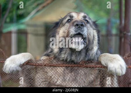 Cane Pastore caucasico - grande taglia, potente struttura muscoloscheletrica, e attraente cane custode di bestiame a capelli lunghi nativo dei paesi di Caucas Foto Stock