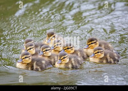 Gruppo di 10 simpatici giovani germogli che nuotano vicino insieme sul lago Foto Stock