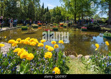 Valleggio sul Mincio, 2022 aprile - lo stagno del giardino di Sigurtà con coloratissimi tulipani galleggianti Foto Stock