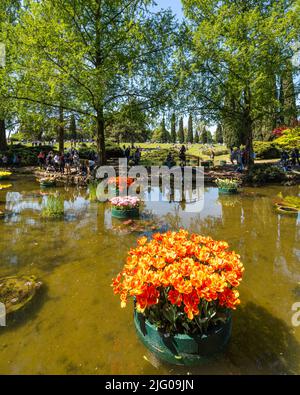 Valleggio sul Mincio, 2022 aprile - lo stagno del giardino di Sigurtà con coloratissimi tulipani galleggianti Foto Stock