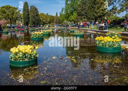 Valleggio sul Mincio, 2022 aprile - il suggestivo giardino d'acqua con tulipani galleggianti al Parco Sigurà Foto Stock