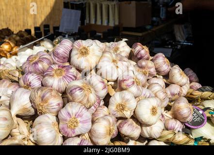 Aglio dalla fattoria aglio sull'isola di bianco all'Hampton Court Palace Flower Festival Foto Stock