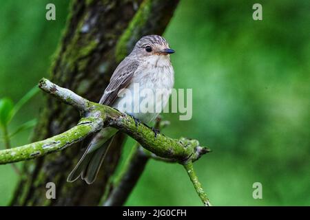 Un primo piano di un flycatcher macchiato appollaiato su un ramo di un albero verde Foto Stock