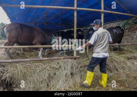 I veterinari controllano la salute delle vacche per la prevenzione dell'afta epizootica durante la celebrazione dell'Eid al-Adha, in Indonesia il 6 luglio 2022 Foto Stock