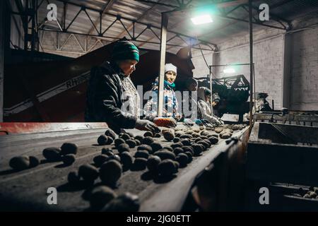 Tatarstan, Russia. 2022, 14 giugno. Raccolta delle patate. Selezione di patate terrene su un tapis roulant da parte dei lavoratori agricoli. Lavorare al buio con un minimo di sorgenti luminose è un bene per la coltura di patate. Foto Stock