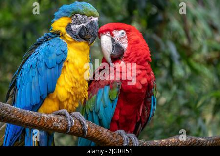 Un primo piano di un macaw blu e giallo con un macaw rosso e verde appollaiato sullo sfondo verde. Foto Stock