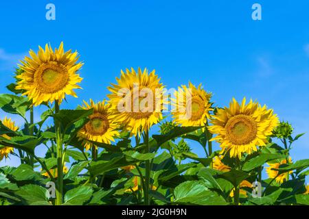 Campo di girasoli (Helianthus annuus) contro un cielo blu, che cresce nella sud-Touraine, Francia centrale. Foto Stock