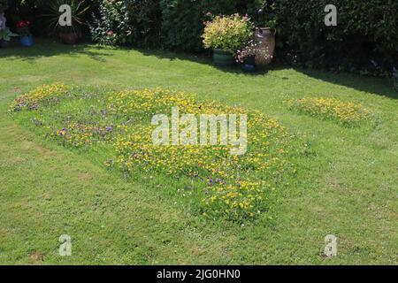 Erbacce e fiori selvatici sono autorizzati a crescere in una sezione di un prato al fine di incoraggiare insetti e api Foto Stock