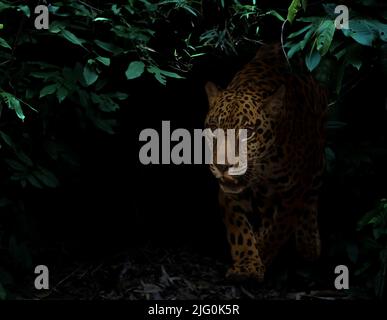 jaguar nella foresta pluviale tropicale su sfondo scuro di notte Foto Stock