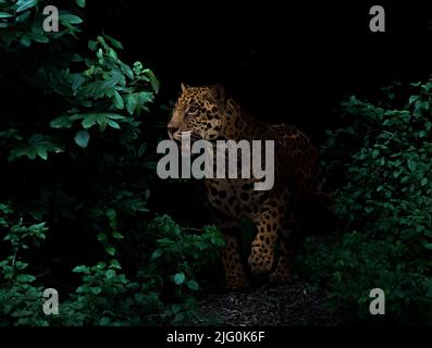 jaguar nella foresta pluviale tropicale su sfondo scuro di notte Foto Stock