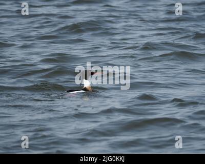 MERGANSER PETTO ROSSO (ANATRA) Foto Stock