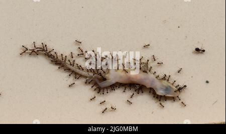 Scatto ad angolo superiore della lucertola di Dead House che mangia con formiche nere sul pavimento bianco. Micro fotografia di lucertola bianca che è mangiato dalle formiche nere Foto Stock