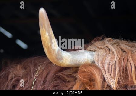 Una mucca di bestiame su un pascolo di montagna è un animale molto enorme e peloso con corna lunghe Foto Stock
