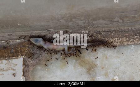 Colpo d'angolo superiore della lucertola di Dead House che mangia con formiche nere. Micro fotografia di lucertola bianca che è mangiato dalle formiche nere, Foto Stock