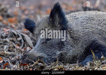 Cinghiale femmina addormentato rilassato sul pavimento della foresta, testa ritratto, autunno, bassa sassonia, (sus scrofa), germania Foto Stock
