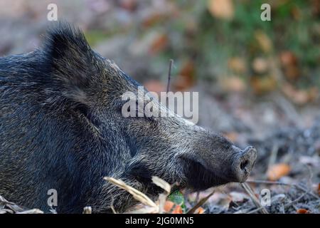Coppa di cinghiale che dorme rilassato sul pavimento della foresta, testa ritratto, autunno, bassa sassonia, (sus scrofa), germania Foto Stock
