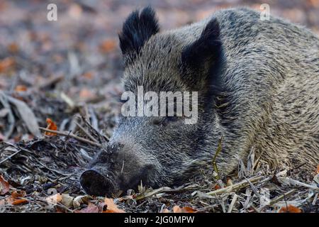 Cinghiale femmina addormentato rilassato sul pavimento della foresta, testa ritratto, autunno, bassa sassonia, (sus scrofa), germania Foto Stock