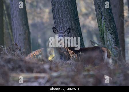 Capriolo rosso in piedi nella foresta con felci e guardando curiosamente, autunno, renania settentrionale westfalia, (cervus elaphus), germania Foto Stock