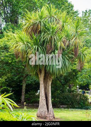 Venerabile palma di cavolo maturo, Cordyline australis con tronco diviso e teste multiple a Dartmouth, Devon, Regno Unito Foto Stock