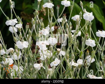 Fiori bianchi del verde argenteo giardino perenne cottage, Lychnis coronaria 'Alba' Foto Stock