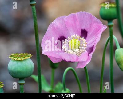 Fiore rosa singolo e teste di seme del papavero annuale duro dell'oppio, Papaver sniferum Foto Stock