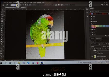 Screenshot su pappagallo in Abode Photoshop Foto Stock