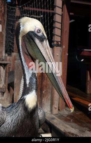 Primo piano di un pellicano marrone al Dory Fish Market Newport Beach California meridionale USA Foto Stock