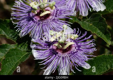 Viola passione fiore vite Foto Stock