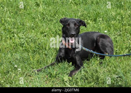 Bel cane scuro adagiato su un prato Foto Stock