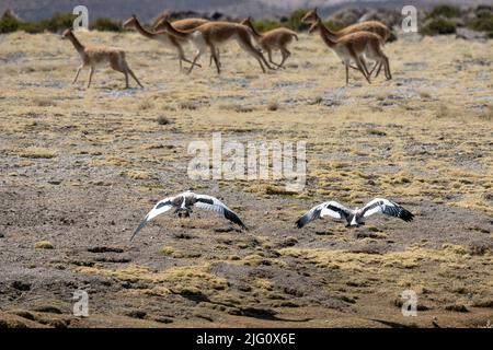 Un paio di oche andine, Chloephaga melanoptera, volando verso una mandria di vicune nel Parco Nazionale Lauca in Cile. Foto Stock