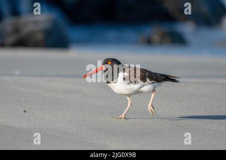 Un Oystercatcher americano, Haematopus palliatus, che corre sulla spiaggia al Parco Nazionale Pan de Azucar nel nord del Cile. Foto Stock