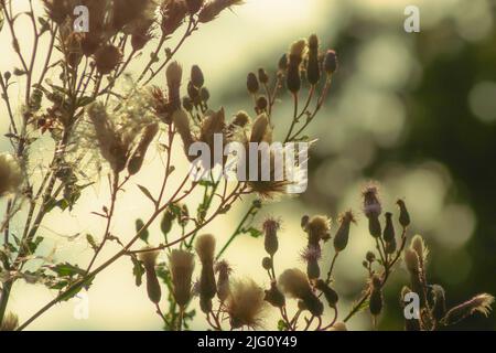 Teste di fiore e teste di seme del thistle canadese o del thistle di campo (Arvense di Cirsium) nella retroilluminazione di sera con fuoco sulle teste di seme di mezzo Foto Stock