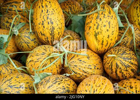 Meloni di cantalupe nel mercato, meloni di Cantalupe sfondo, melone di cantalupe su erba di fieno background.Rock melone vendere nel mercato. Foto Stock