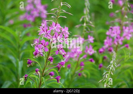 Fiori rosa di Willow-herb (tè Ivan, fetriola) in erba verde di campo estivo Foto Stock