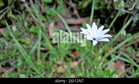 Primo piano di bellissimi fiori bianchi di Dimorphotheca pluvialis noto anche come margherita di pioggia del Capo, marigold, profeta del tempo, margherita di Namaqualand bianco ecc. F Foto Stock
